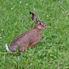 Osterhase braucht Hilfe
