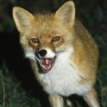 Sendung Januar 2017 – Tiere in der Stadt