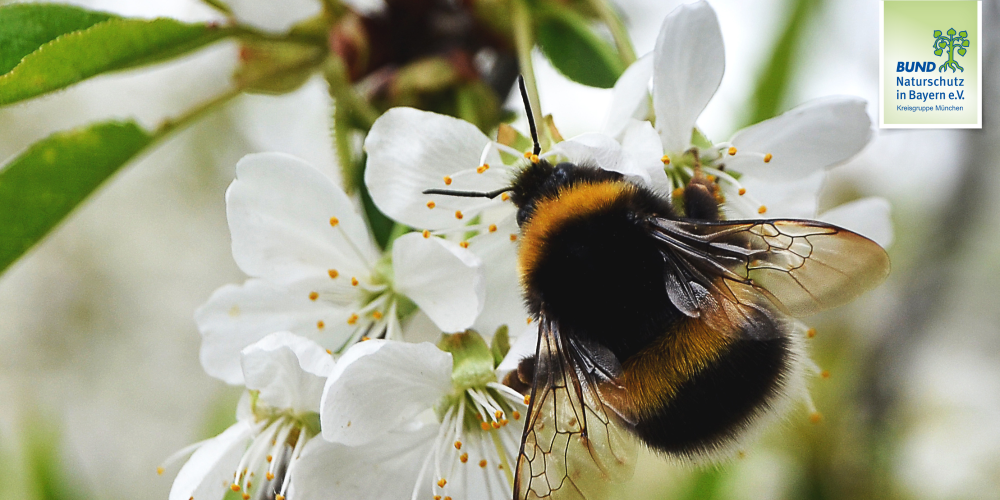 Miniaturansicht-Eintrag