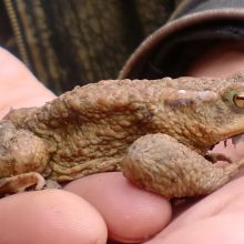 Mit dem BUND Naturschutz Kröten retten ﻿
