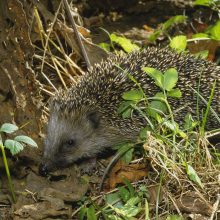Igel im Garten