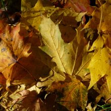 Goldgrube Laubhaufen