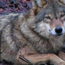 Sendung September 2017 – Wölfe in Bayern: Rückkehr eines Ureinwohners