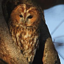 Sendung Februar 2017 – Jäger der Nacht – Der Waldkauz und seine Verwandten