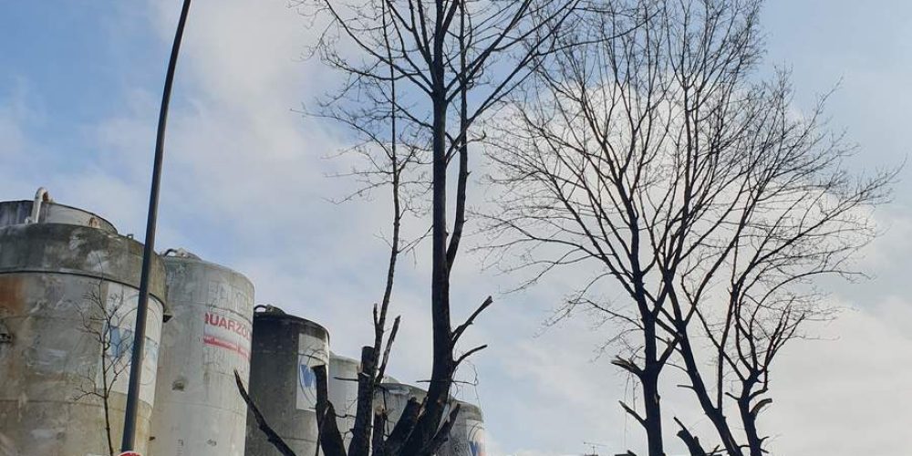 Baumfrevel ohne Baumschutzverordnung