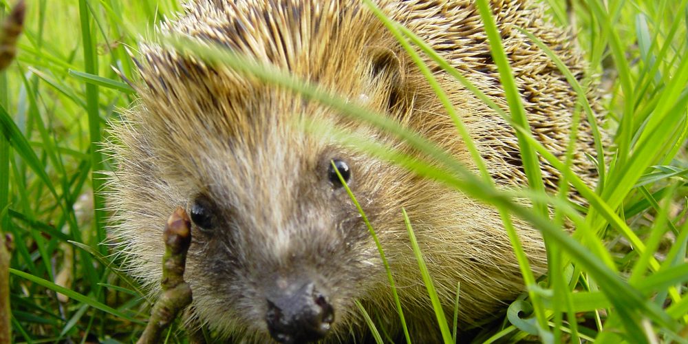 Miniaturansicht-Eintrag