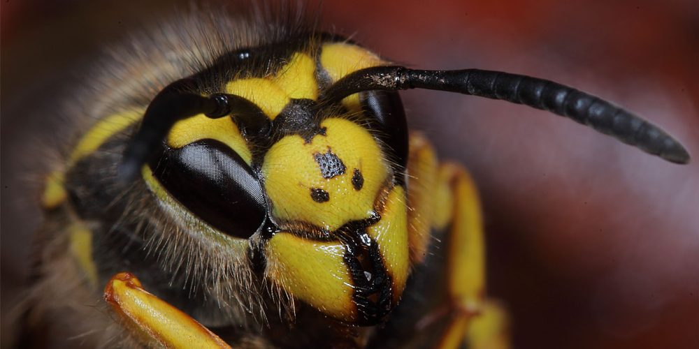 Miniaturansicht-Eintrag