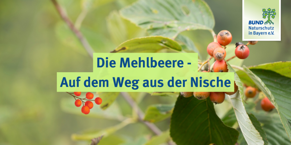 Sendung April 2024: Die Mehlbeere – auf dem Weg aus der Nische