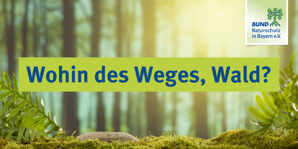 Sendung Januar 2024: Wohin des Weges, Wald?