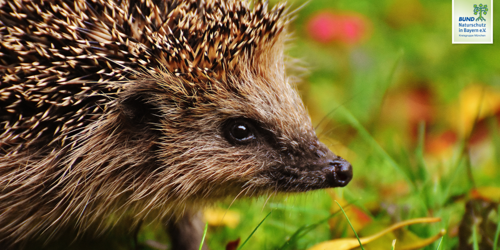 Erste Igel wachen auf – so können Sie helfen