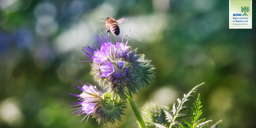 Weltbienentag und Internationaler Tag der biologischen Vielfalt