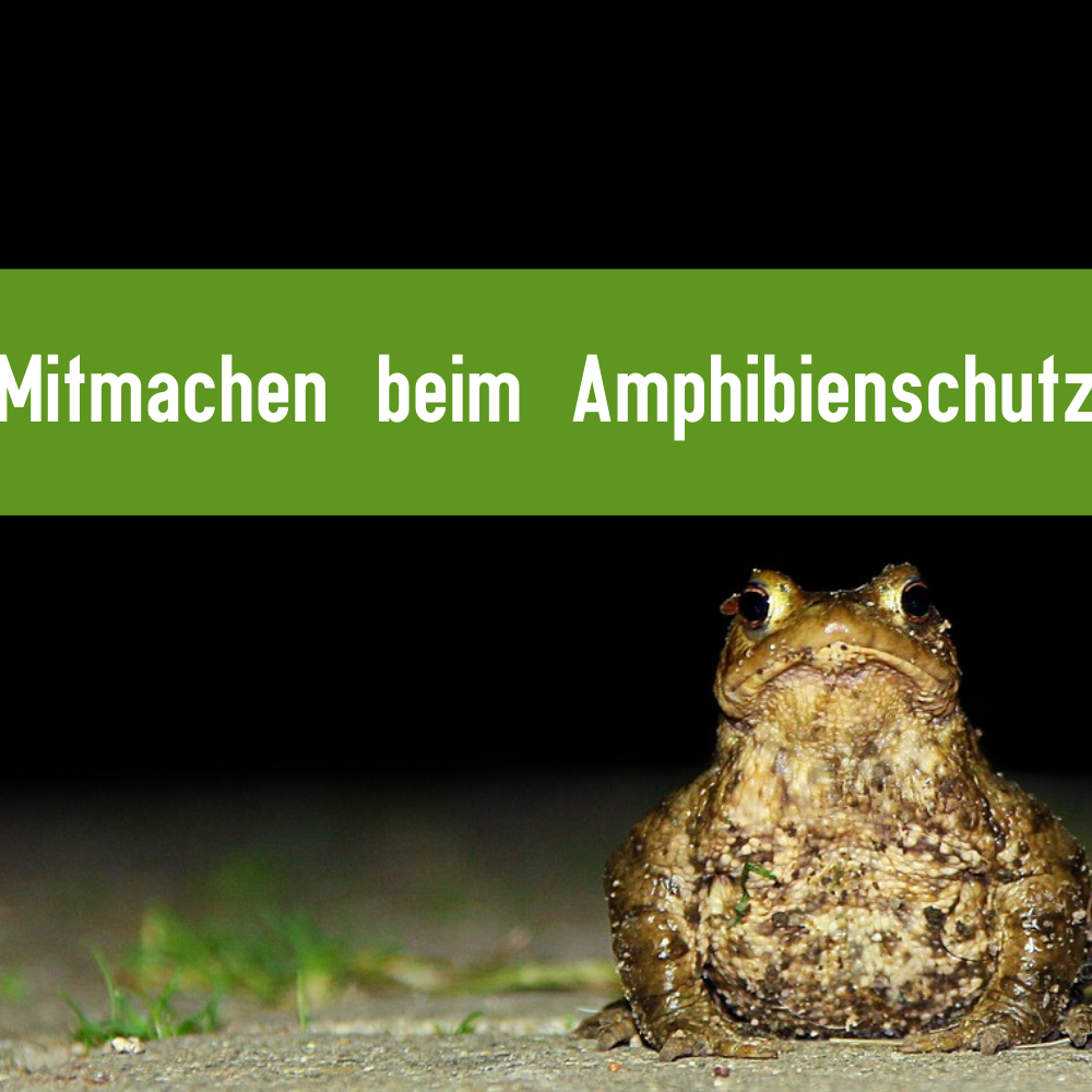 Mitmachen beim Amphibienschutz