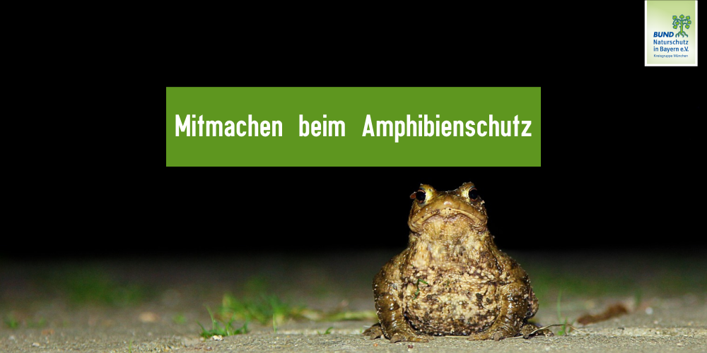 Mitmachen beim Amphibienschutz