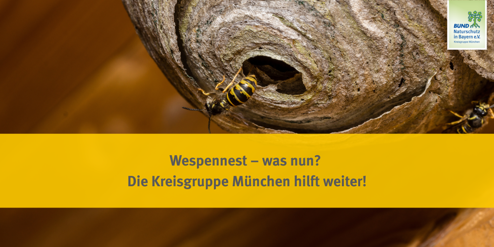 Wespennest – was nun?