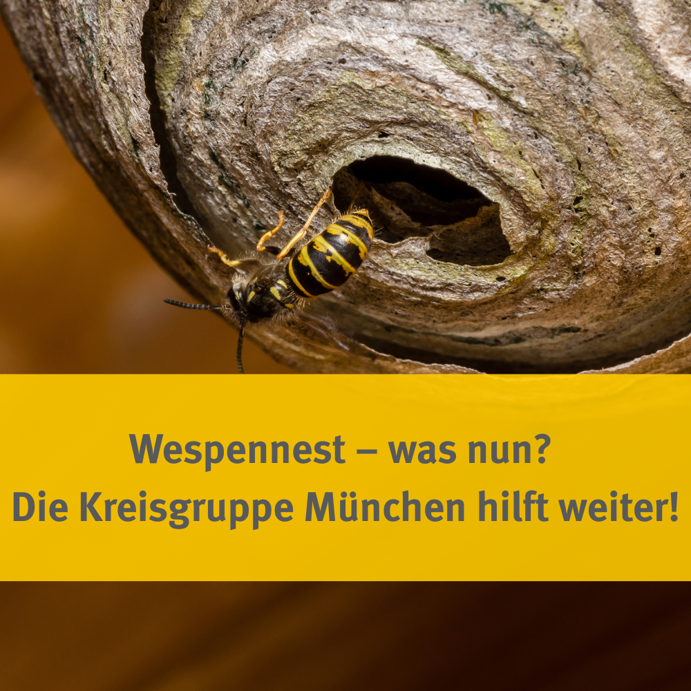 Wespennest – was nun?