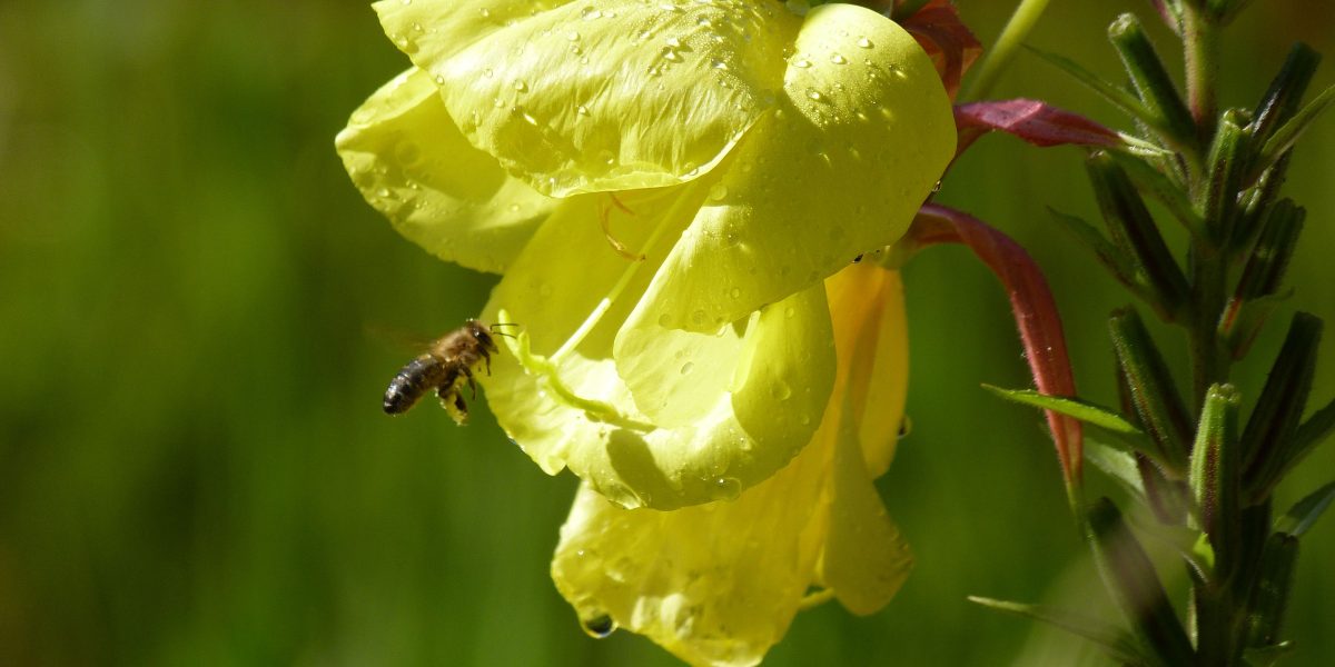 Insekten in München