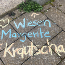 Krautschau – Was wächst zwischen Münchens Pflasterfugen?