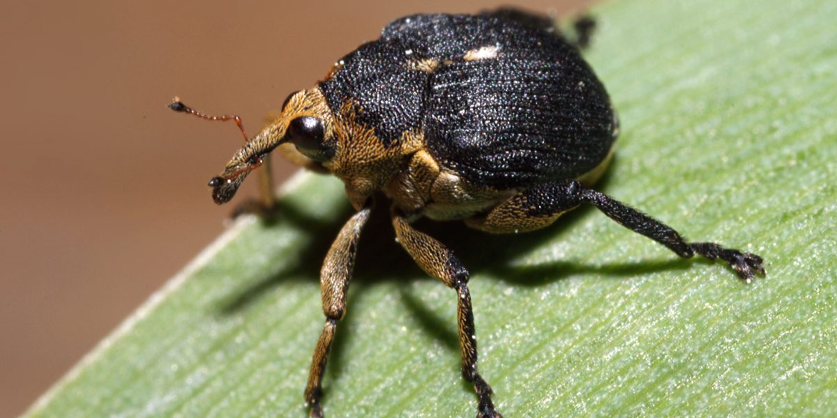 Käfer