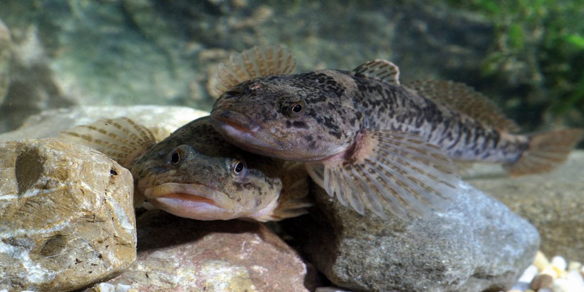 Fische in München