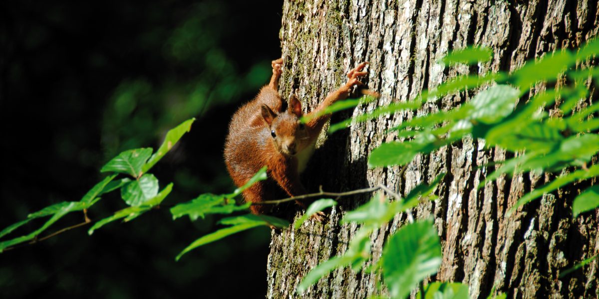 Eichhörnchen